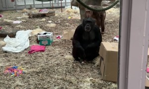 Chimps React to Man's Prosthetic Leg