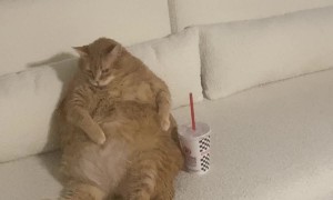 Fat Cat Lounges On Couch With Soda