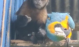 Monkey Feeds Macaw Parrot
