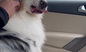 Dog Doesn't Like Being Touched on the Face