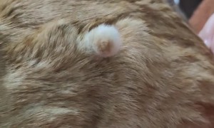Cat's Puts Its Tail in an Odd Spot