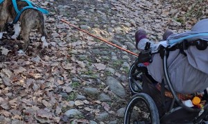 Bull Terrier Pulls Baby Stroller