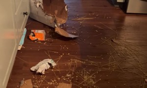 Dog Opens Gourmet Pasta Delivery