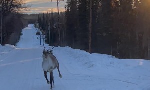 Caribou's Morning Prance