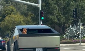 Dog Rides in Back of Cybertruck
