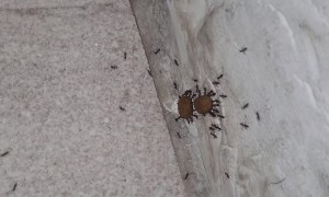 Ants Carry Away Cat Food