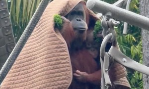 Orangutans Shelter From Rainstorm