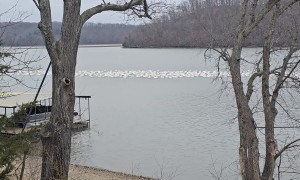 Giant Pod Of Pelicans