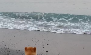 Pomeranian Belly Swims On Beach