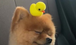 Adorable Puppy Rides With Toy Duckling On Its Head