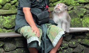 Monkey Takes Food From Man's Mouth