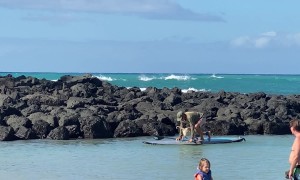 Adorable Pup Rides on a Paddleboard With His Human