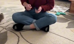 Just your average case of some puppy zoomies