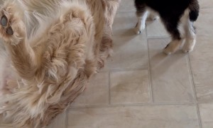 Golden Retriever Cares For Baby Goat
