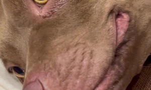 Dog Destroys Couch When Left Alone