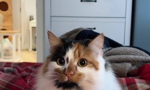 Pounce Mode Activated