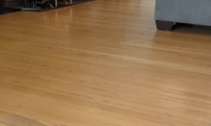 Grumpy Stompy Kitten