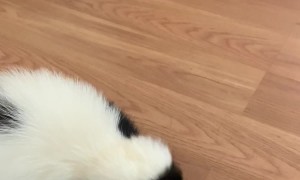 Pet Skunk Loves Whipped Cream