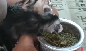 Sharing a Drink With Orphaned Opossum Babies