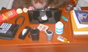 Pet Rat Starts Office Job