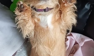 Dog Greets Owner Every Morning in Unique Way