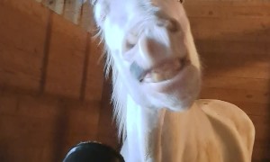 Horsing Around With a Leaf Blower