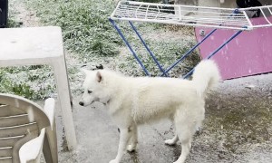 Dog Sees Snow For the First Time