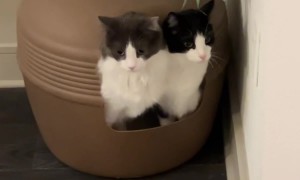 Twin Cats Bond Doing Business