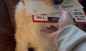 Dog Delivers the Mail