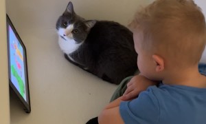 Kid Shares Tub Screen Time With Cat