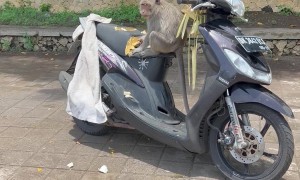 Monkey Caught Destroying Moped Seat