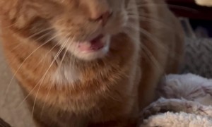 Cat Gags At Cinnamon Roll