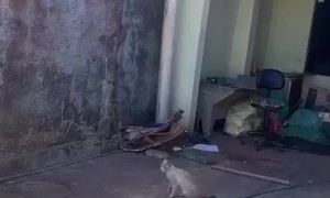 Cats Reenact Mufasa Scene