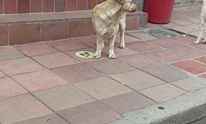 Pushy Pup Dons Fake Eyebrows