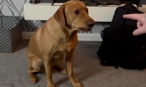 Honest Dog Spits Out Spring Roll