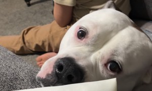 Doggo Tormented By Recorder Performance