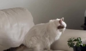 Sugar has such a beautiful singing voice, but has stage fright