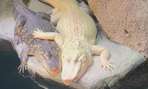 Alligators Cuddle at Georgia Aquarium