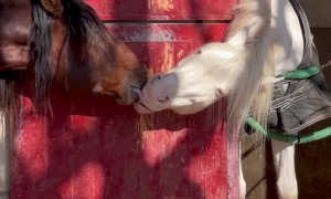 Horses Lock Lips