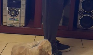 Parkouring Cat Does Flip and Grabs Leg Upside Down