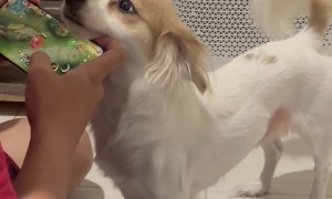 Dog Competes With Game For Owner's Attention