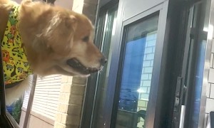 Dog Gets a Drive-Thru Treat