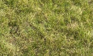 Trampoline Breaks on Grandma