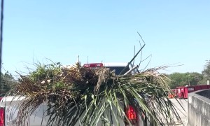 Freeloading Bird Hitches a Ride