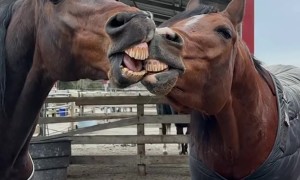 Horses Share Toothy Kiss