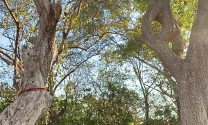 Hammock With a Hole Rips on Couple