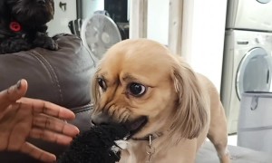Man Can't Have Dog's Toy