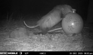 Opossum Steals Christmas Ornament