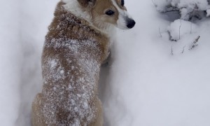 Sassy Corgi Doesn't Want to Play in the Snow