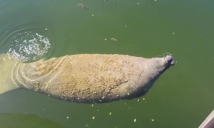 Farting Manatee Becomes A Manatoot
